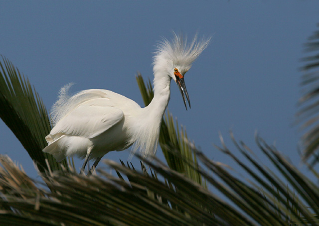 Snowy Egret, breeding plumage, 3/13/05, Palo Alto Baylands Park