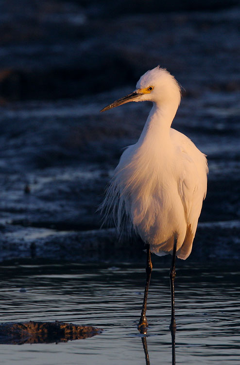 Snowy Egret, 10/4/05, Palo Alto Baylands
