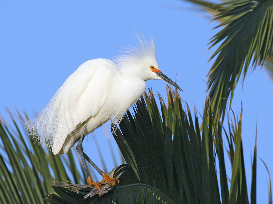 Snowy Egret, 5/9/06, Palo Alto Baylands