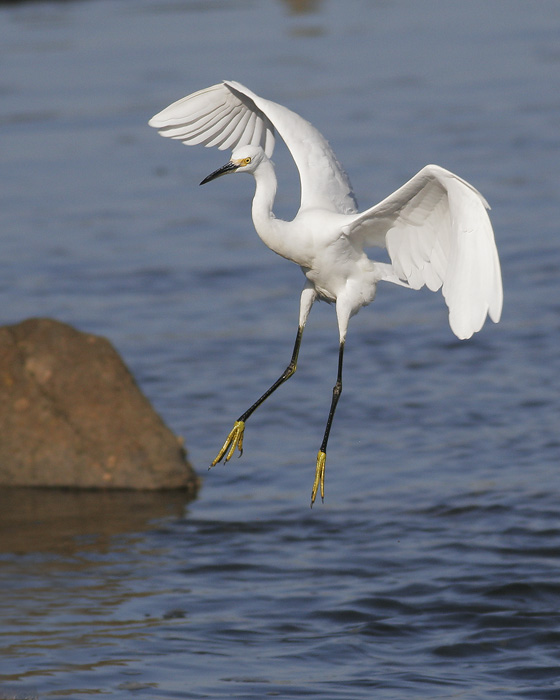 Snowy Egret, 9/24/06, Jetty Road, Moss Landing, Monterey Co
