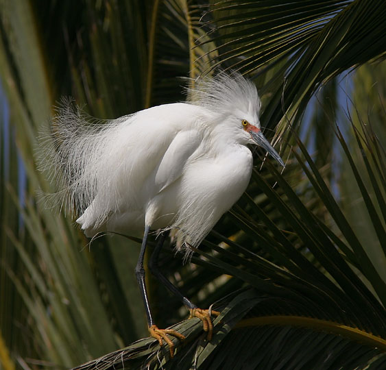 Snowy Egret, adult breeding, 3/21/04, Palo Alto Baylands