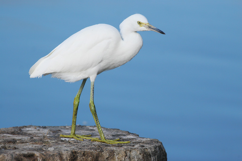 Snowy Egret, juvenile, 7/13/06, Palo Alto Baylands