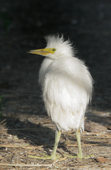 Snowy Egret, chick out of nest, 5/19/07, Palo Alto Baylands