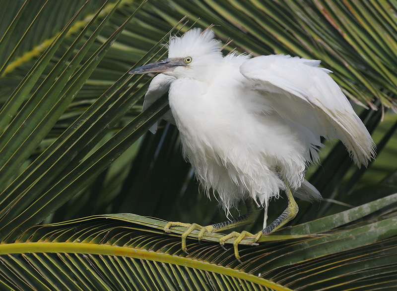 Snowy Egret, juvenile, 7/13/06, Palo Alto Baylands