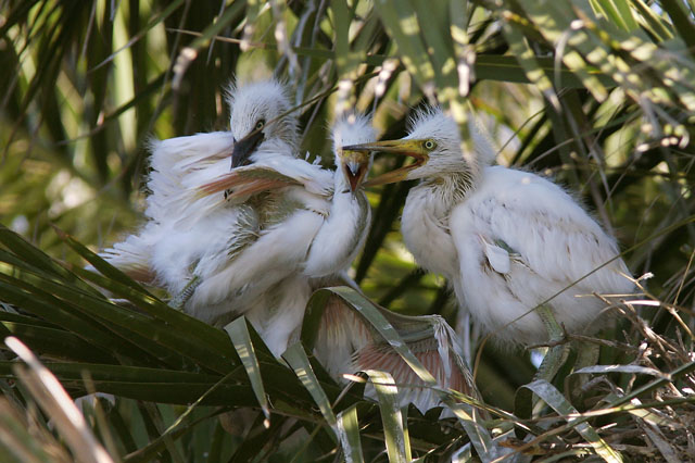 Snowy Egret chicks, 6/12/04, Palo Alto Baylands 
