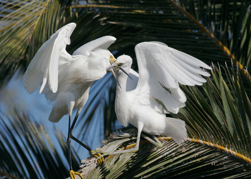 Snowy Egrets, adult and young, feeding, 8/1/06, Palo Alto Baylands