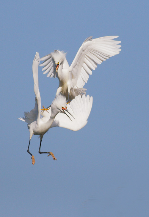 Snowy Egrets, 4/30/07, Palo Alto Baylands