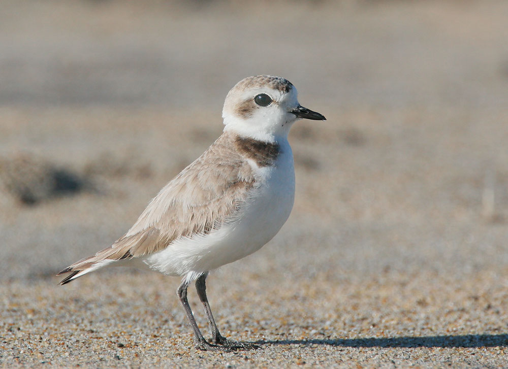 Snowy Plover