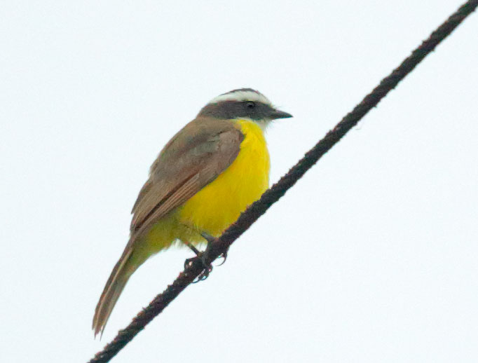 Social Flycatcher