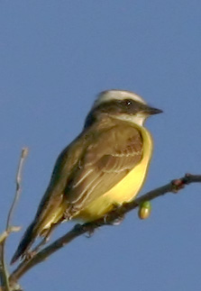 Social Flycatcher