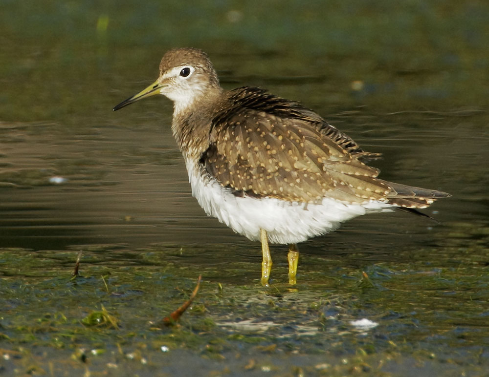 Solitary Sandpiper, 9/5/08, Vasona Park