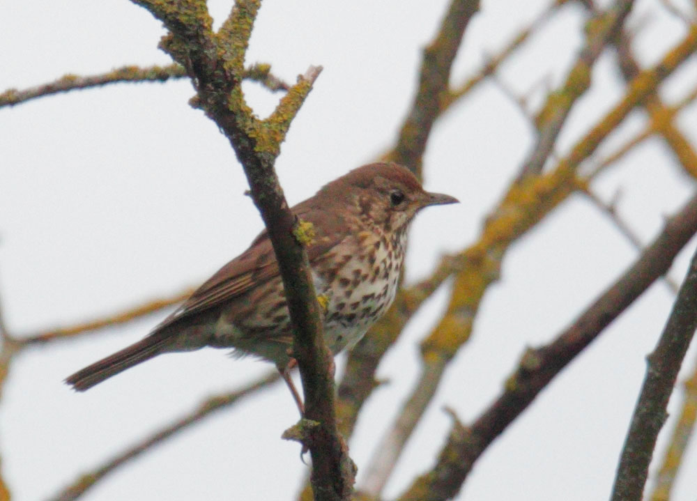 Song Thrush