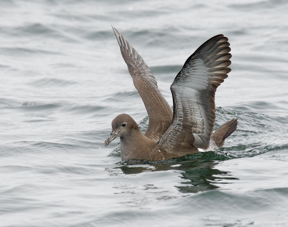 Sooty Shearwater