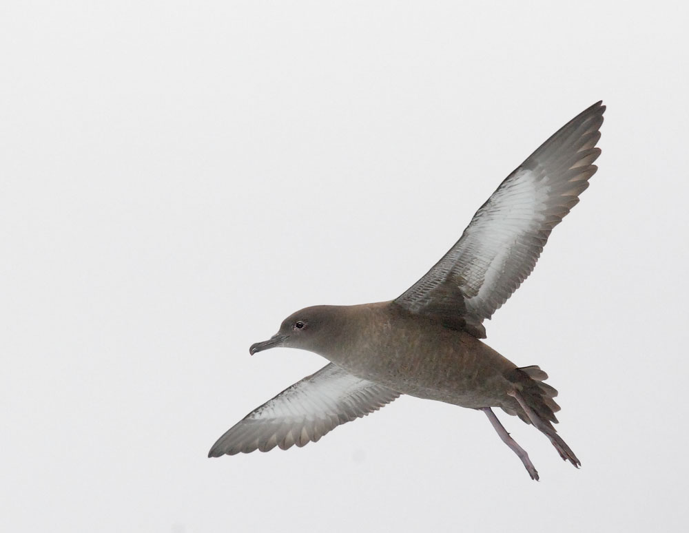 Sooty Shearwater