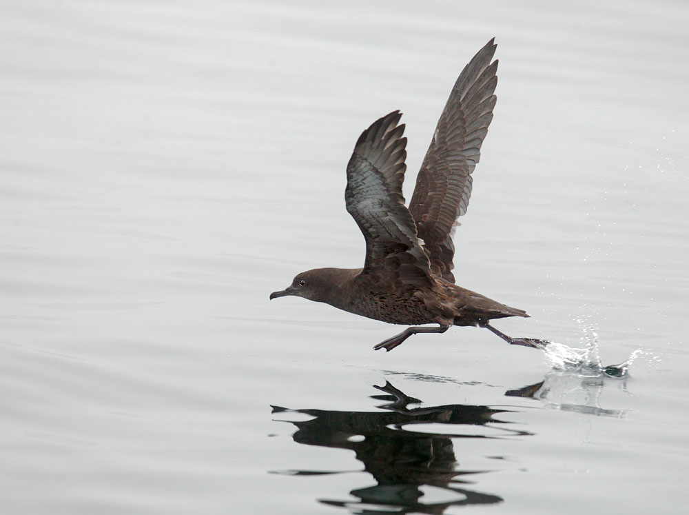 Sooty Shearwater