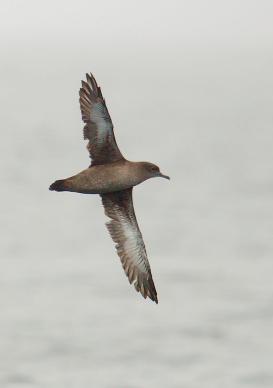 Sooty Shearwater
