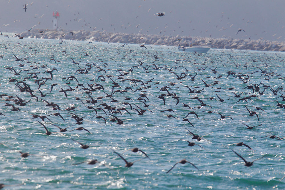 Sooty Shearwaters