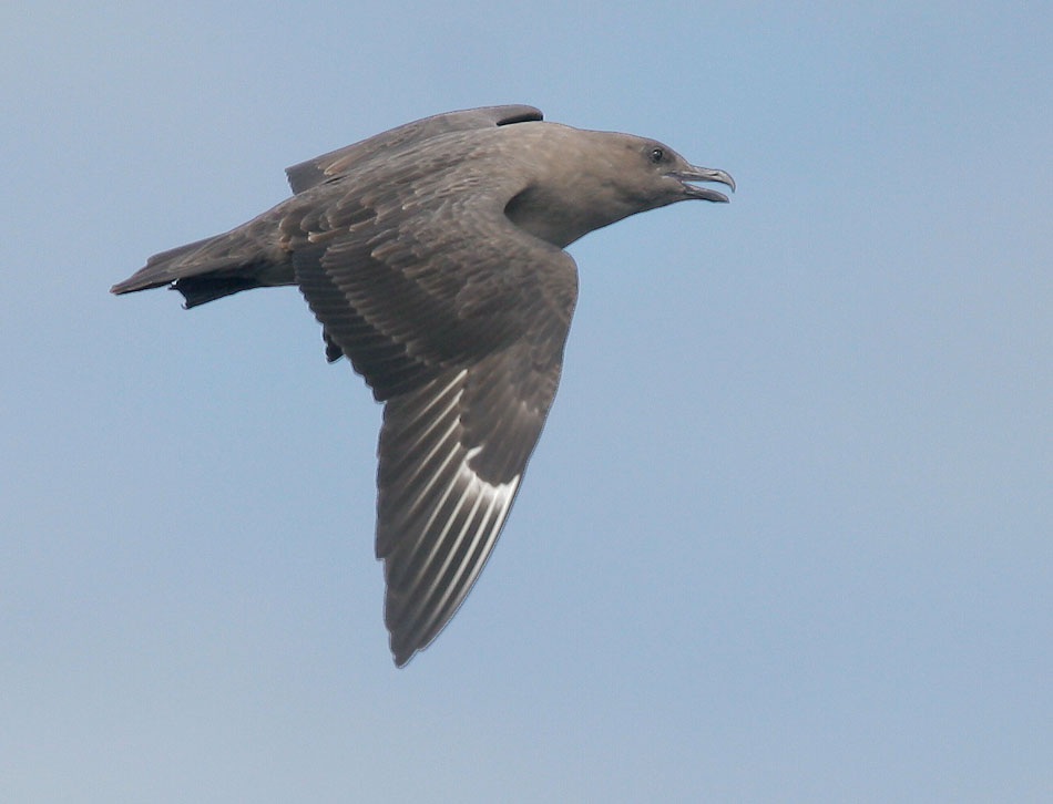 South Polar Skua