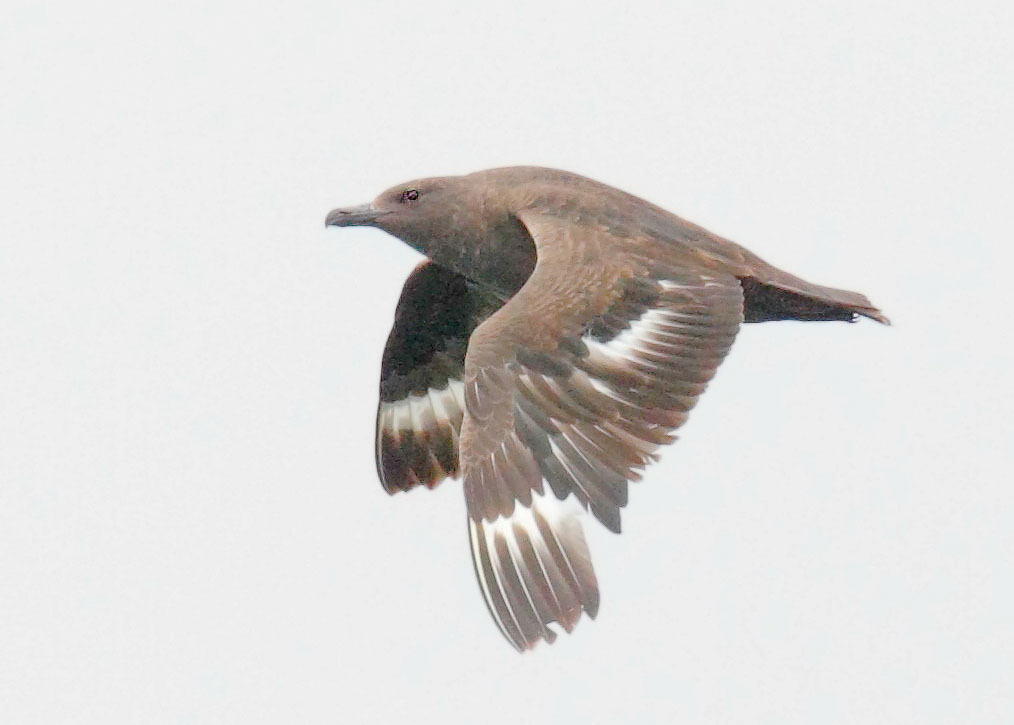 South Polar Skua