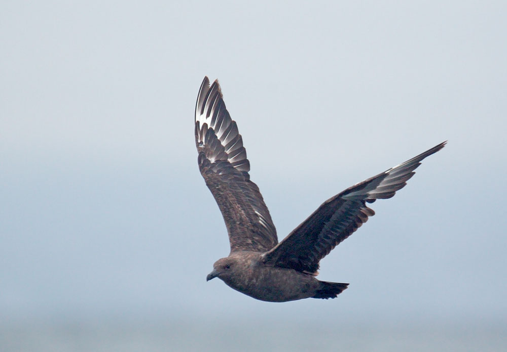 South Polar Skua