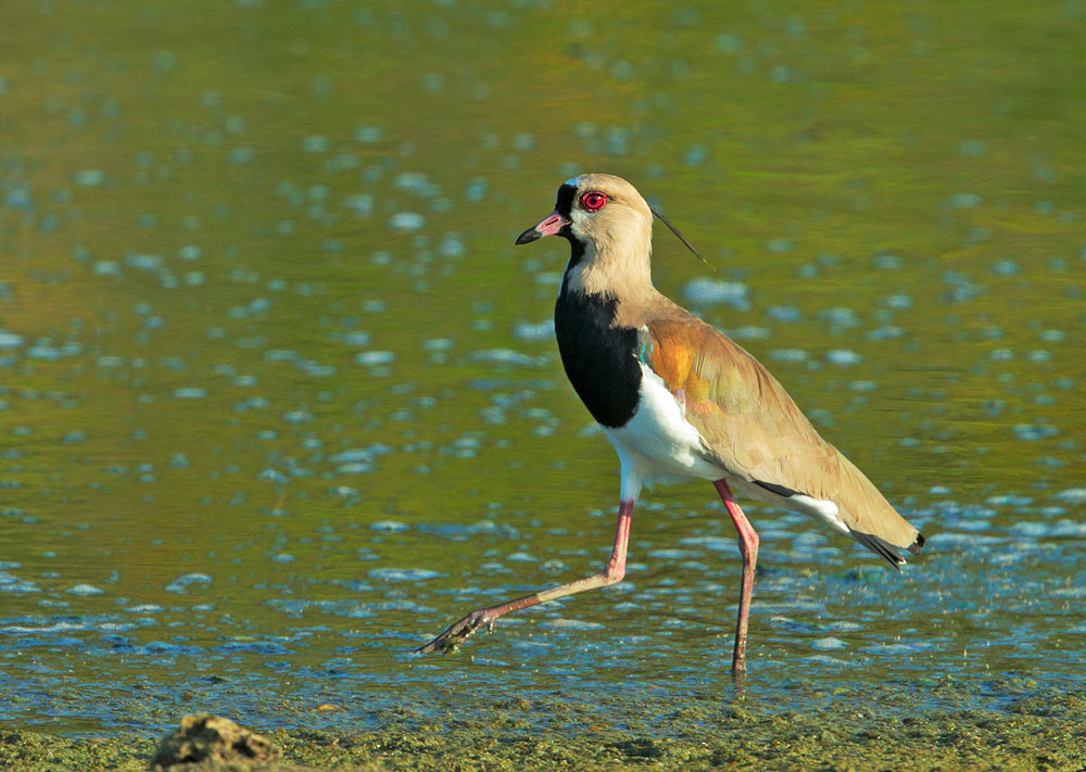 Southern Lapwing