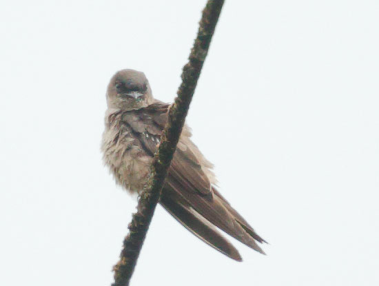 Southern Rough-winged Swallow