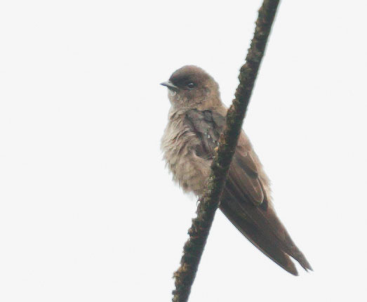 Southern Rough-winged Swallow
