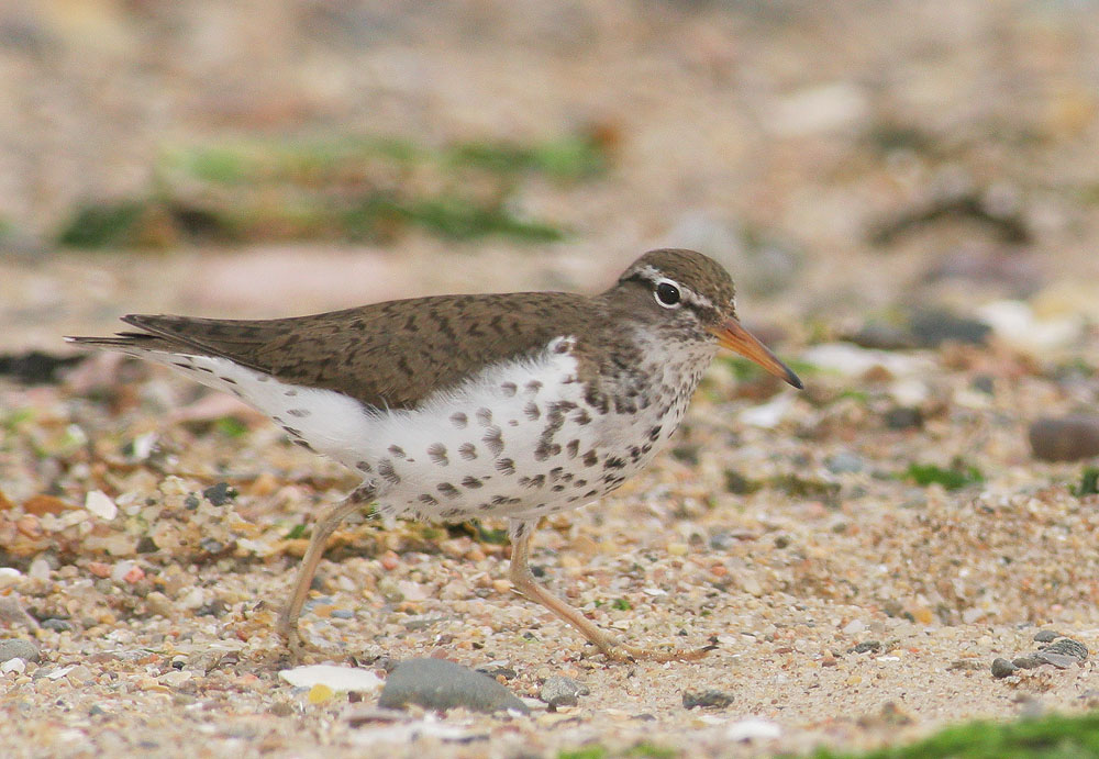 Spotted Sandpiper, breeding plumage, 6/5/06, Sandy Point, West Haven, Connecticut