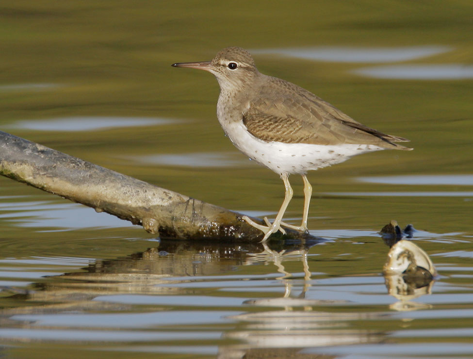 Spotted Sandpiper, winter plumage, 11/26/07, Shoreline Lake, Mountain View