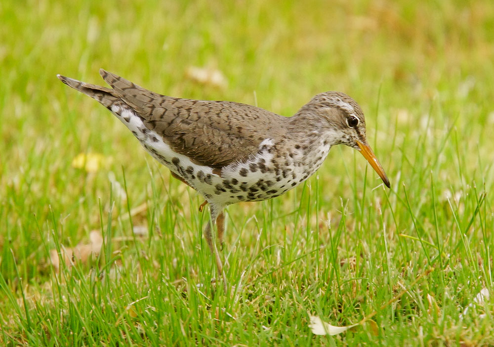 Spotted Sandpiper, breeding plumage, 5/15/08, Galileo Hill, Kern Co