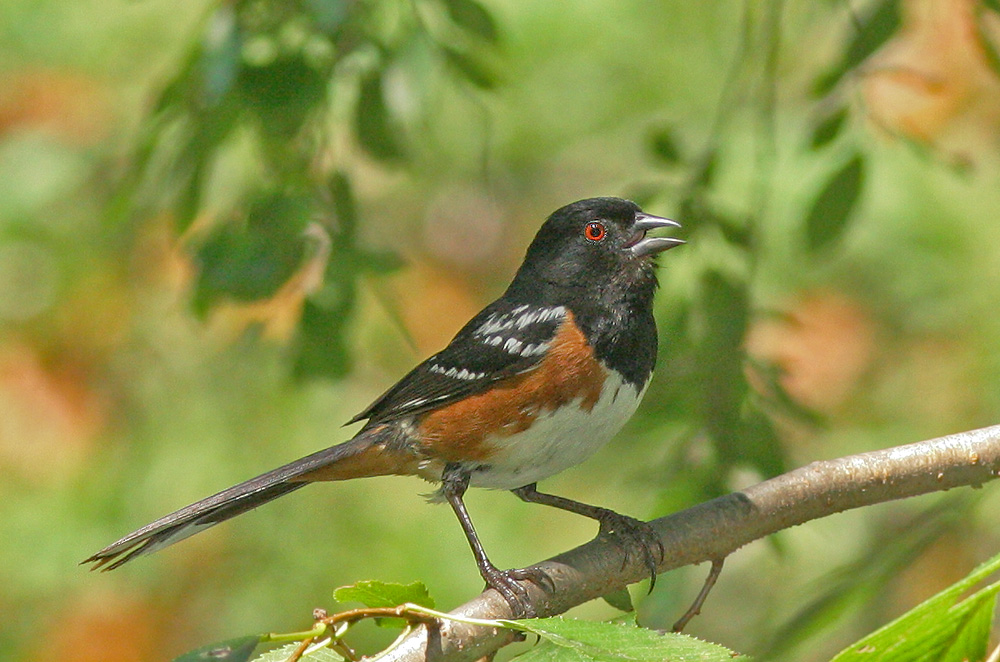 Spotted Towhee