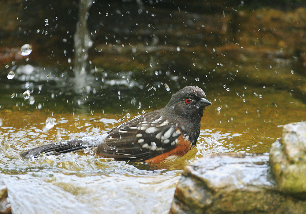 Spotted Towhee