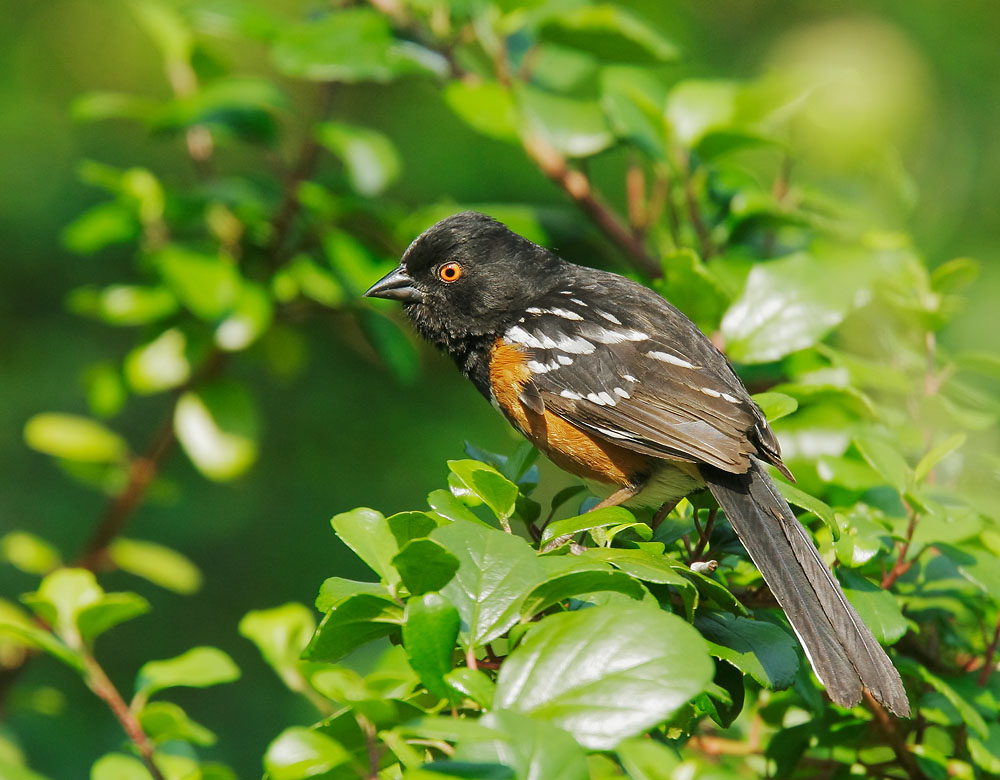 Spotted Towhee