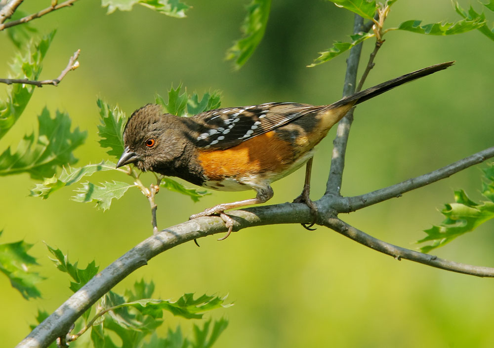 Spotted Towhee