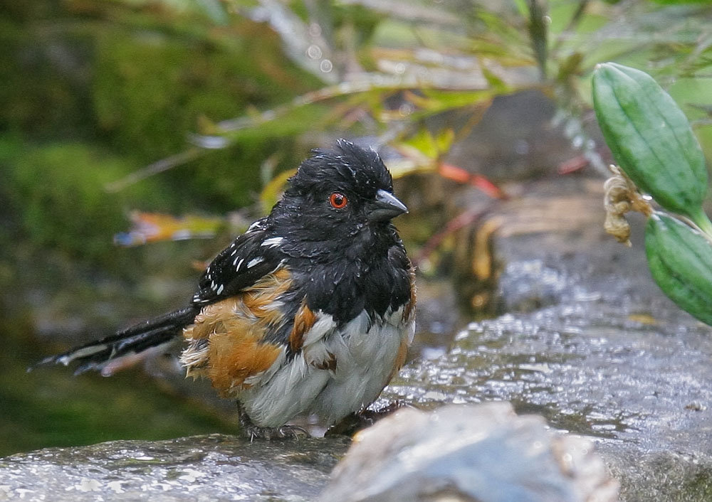 Spotted Towhee