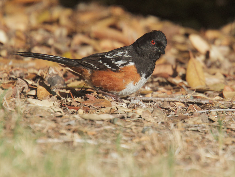 Spotted Towhee