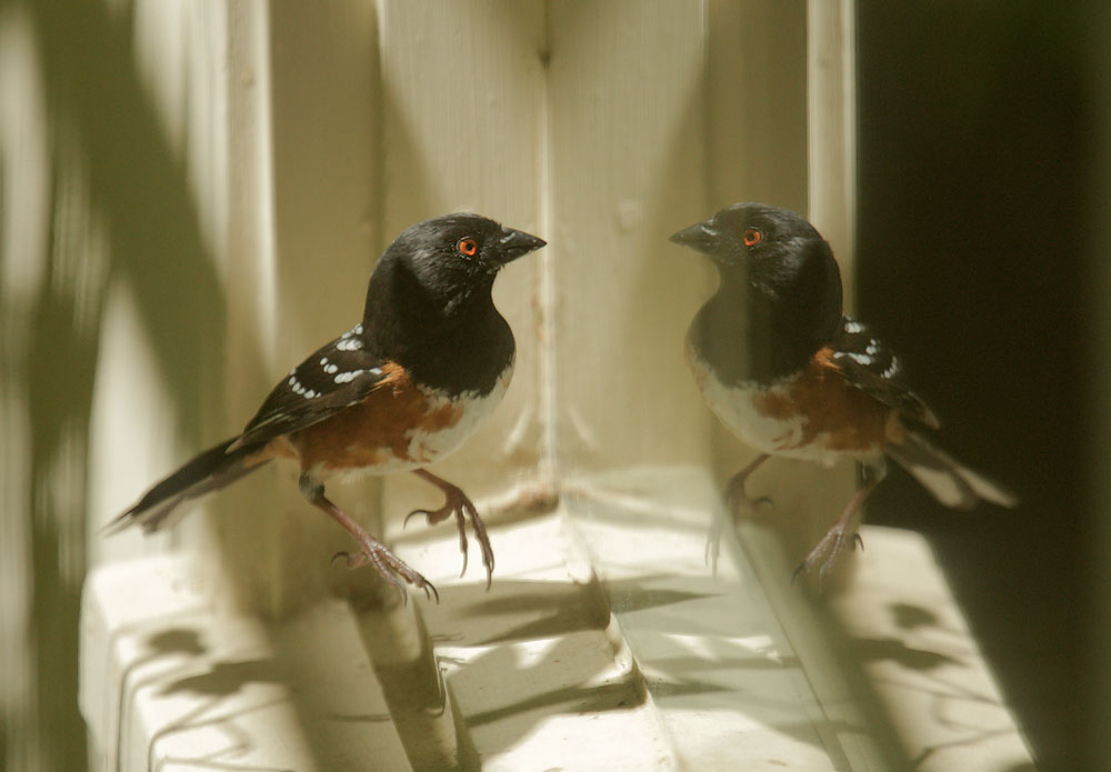 Spotted Towhee