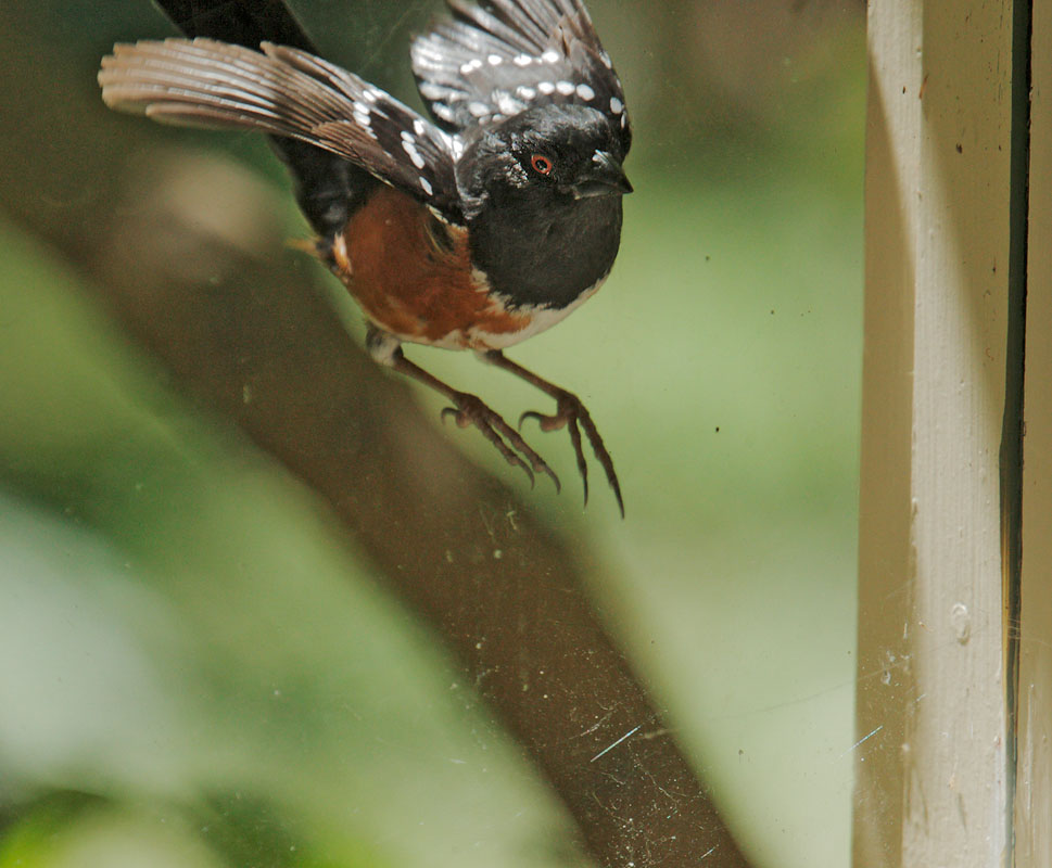 Spotted Towhee