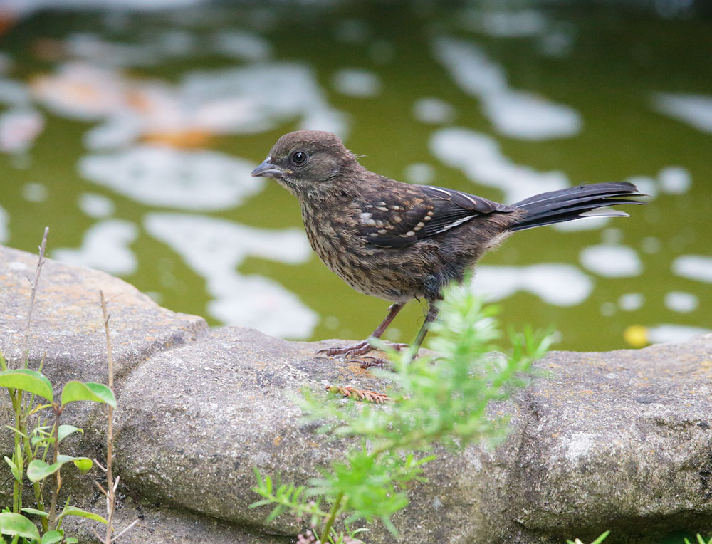 Spotted Towhee