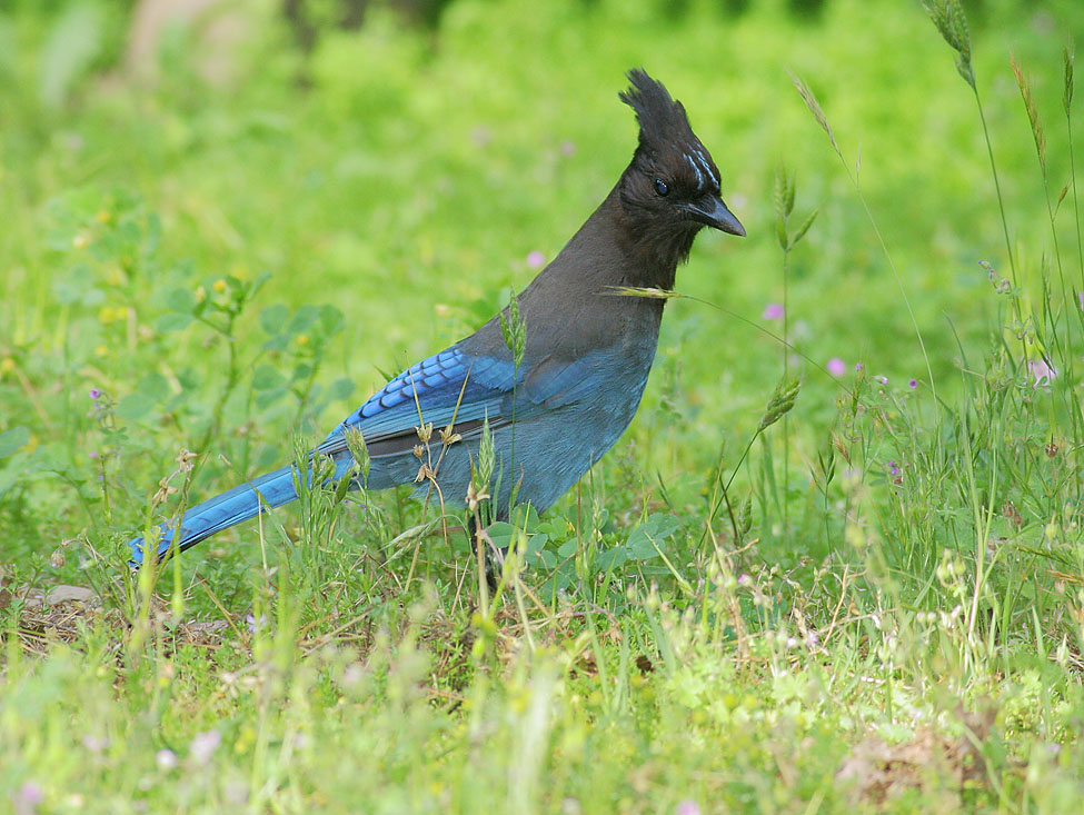 Steller's Jay