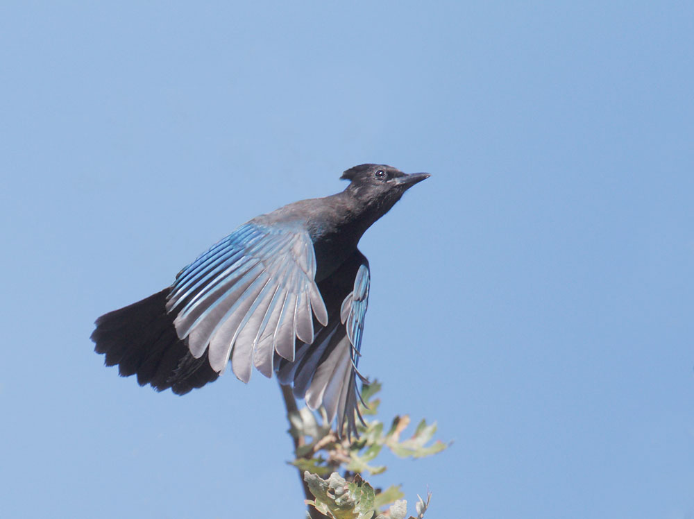 Steller's Jay