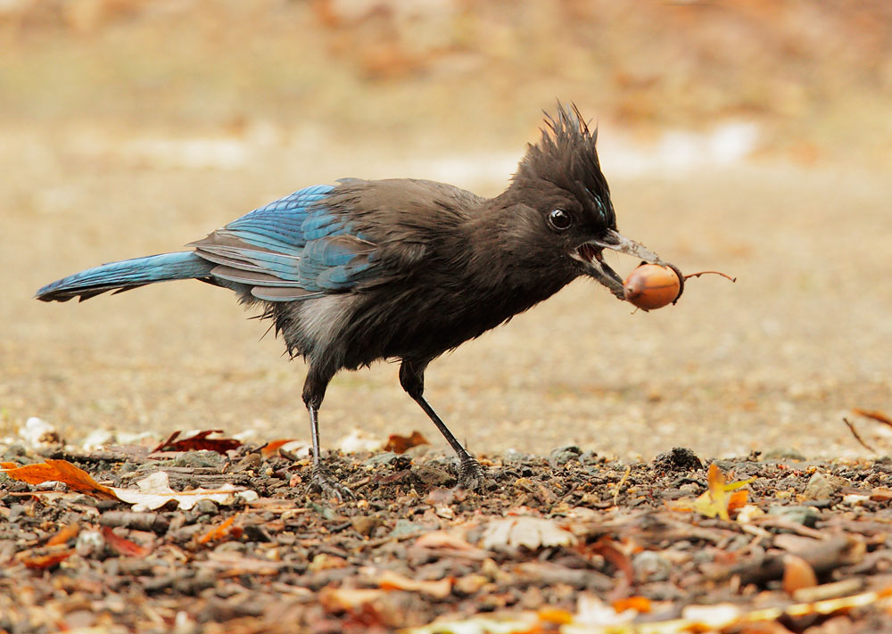 Steller's Jay