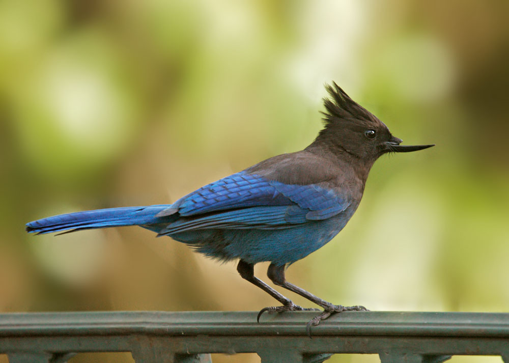 Steller's Jay