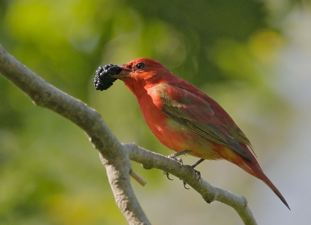Summer Tanager