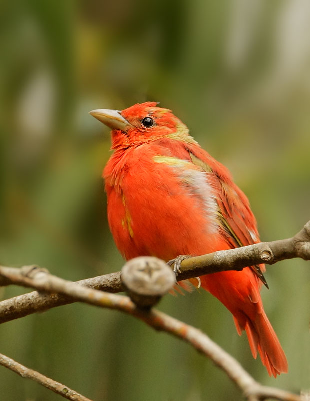 Summer Tanager