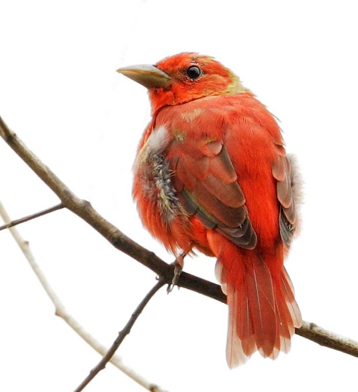 Summer Tanager