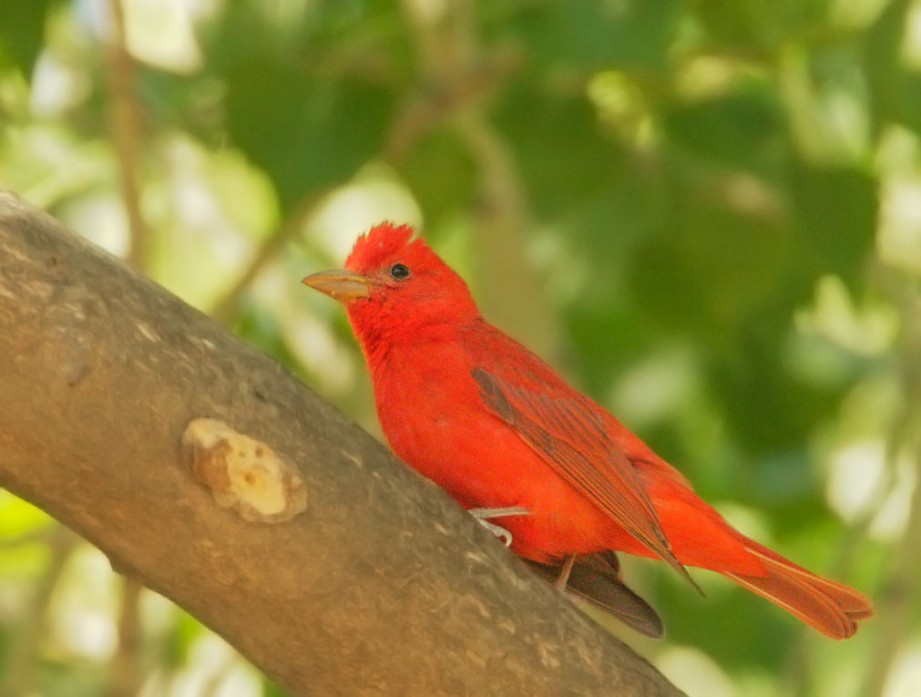 Summer Tanager