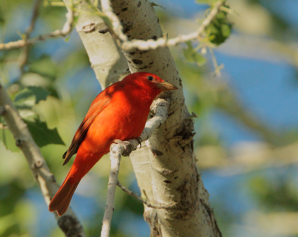 Summer Tanager
