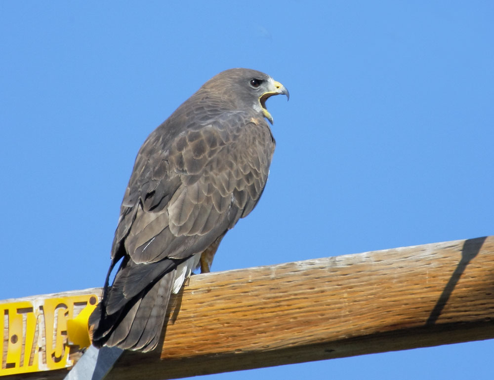 Swainson's Hawk