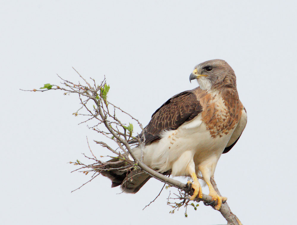 Swainson's Hawk